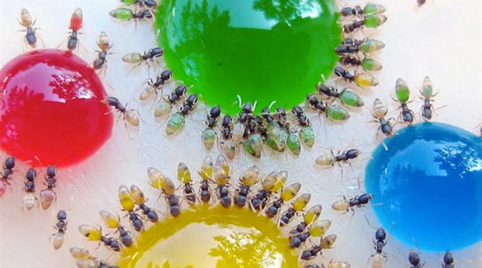 Прозрачны до дрожи: 11 почти невидимых созданий Прозрачны до дрожи: 11 почти невидимых созданий животные