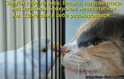 Лучшие котоматрицы за неделю