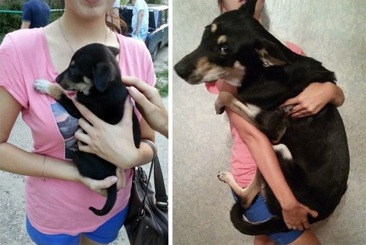 Любителям собакенов: большие собаки созданы для людей с огромным сердцем 