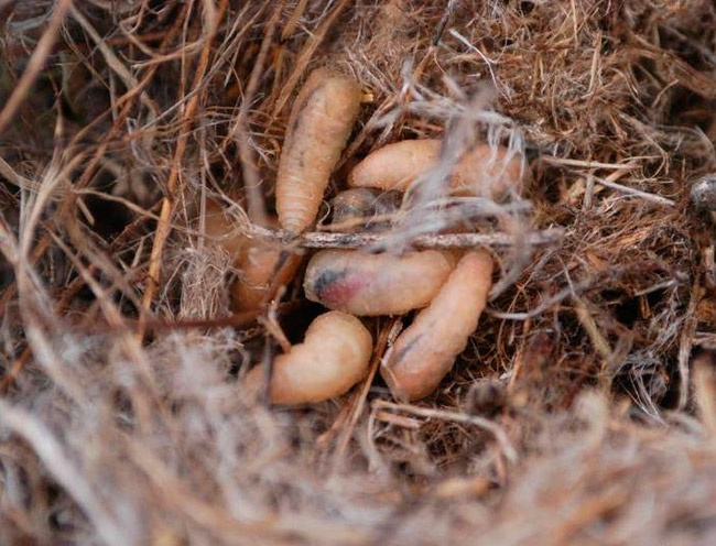 Рис. 2. Куколки паразитической мухи Philornis downsi в птичьем гнезде. Фото с сайта darwinfoundation.org