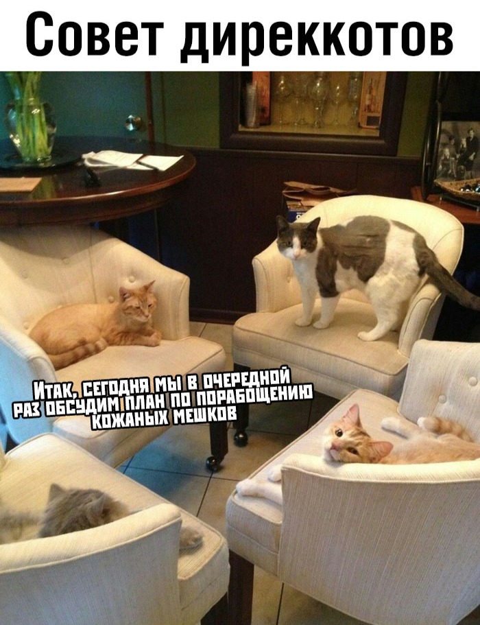 Подборка смешных картинок с надписями 