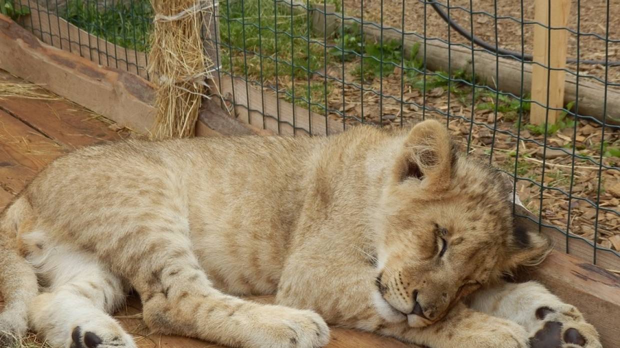 Спасенного из грязного сарая в Дагестане львенка Симбу вылечили и отправили в Танзанию Общество