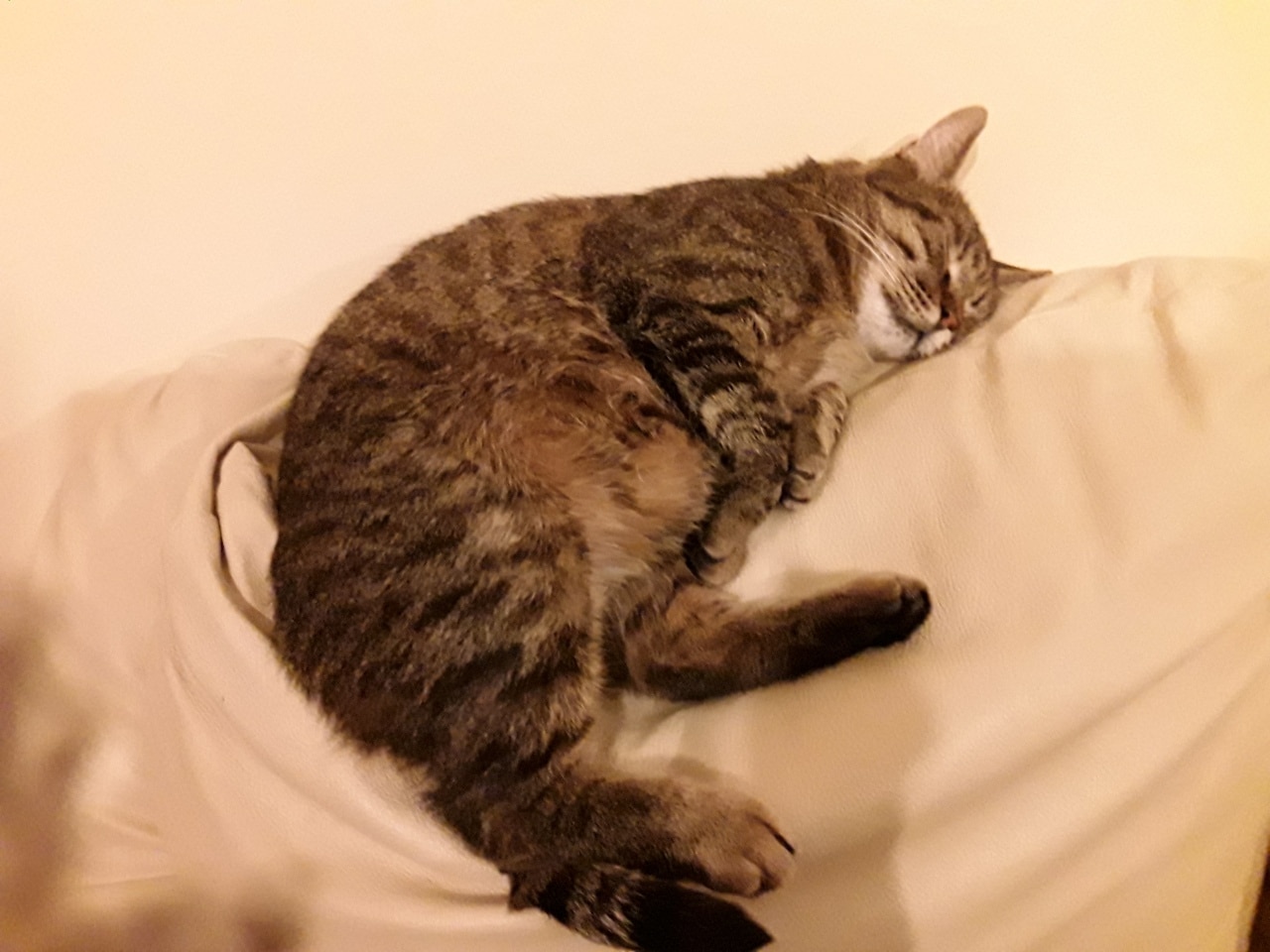 Кота выгнали на улицу и перестали кормить. Но ему встретилась семья, которая знала, что для счастья им нужно трое МУРлык! Кота выгнали на улицу и перестали кормить. Но ему встретилась семья, которая знала, что для счастья им нужно трое МУРлык! истории из жизни