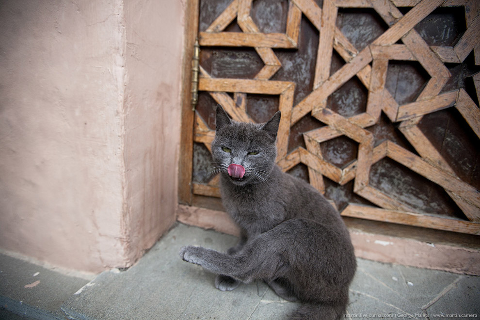 Крымские котики особенные