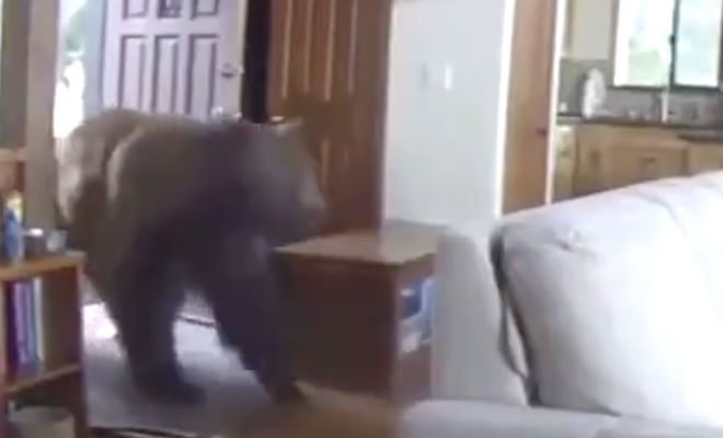 Медведь выбил дверь лапой и зашел в дом в поисках еды: видео с камеры наблюдения