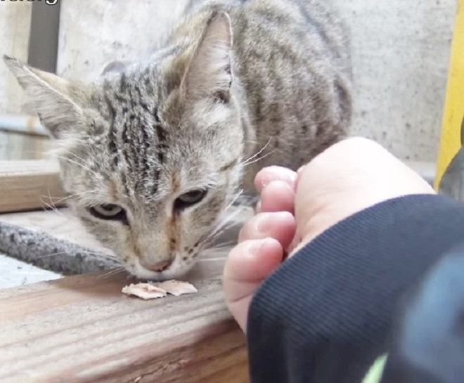 Кашка и еда