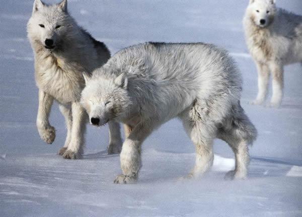 Полярный волк: описание, среда обитания, фото