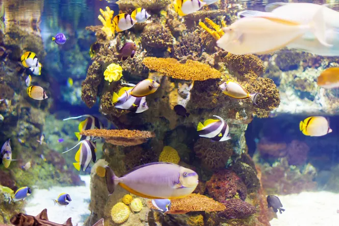 Простой гайд для любителей рыб. Как подготовить аквариум к заселению