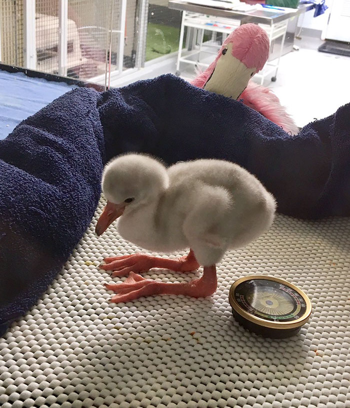 baby-flamingo-pittsburgh-national-aviary-10