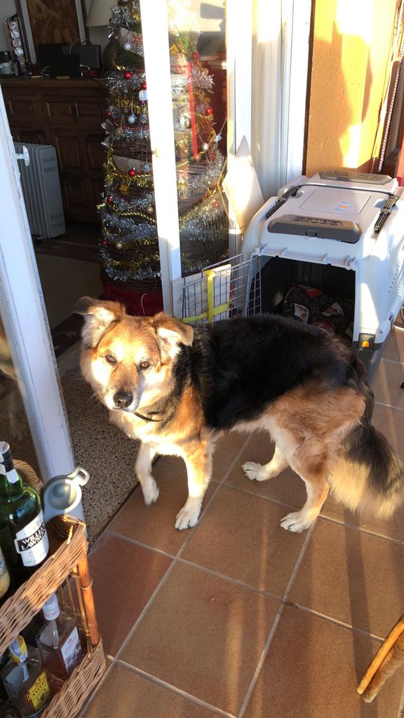 собака в доме