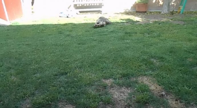 iguana-2-710x389