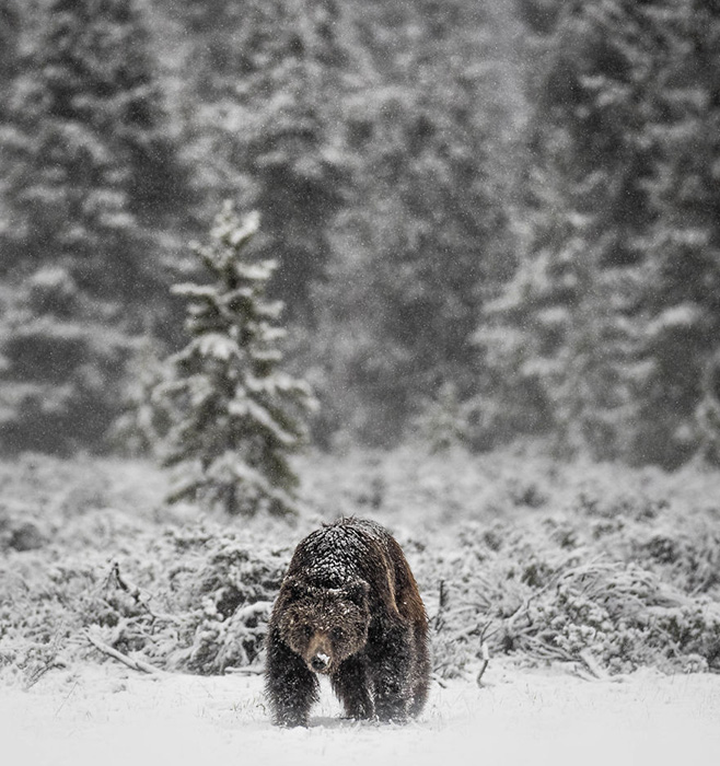 Покрытый снегом гризли идёт по свежевыпавшему снегу в поисках полёвок, чтобы поесть. Снято в Вайоминге.