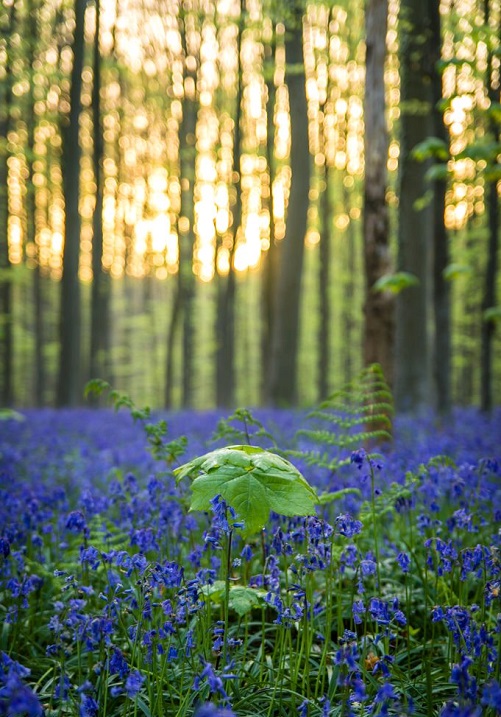Халлербос – синий лес в Бельгии Халлербос – синий лес в Бельгии Путешествия