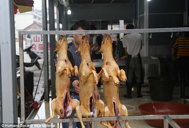 Едим, ели и будем есть: почему китайцы не желают отказаться от собачьего мяса? блюда из собак, животные, зоозащитники, китай, рука руку моет, собаки, собачатина, спасение