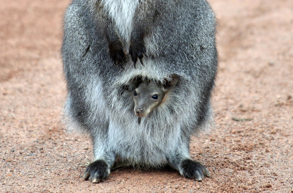 Детёныши и их мамы Детёныши и их мамы животные,интересное,позитив