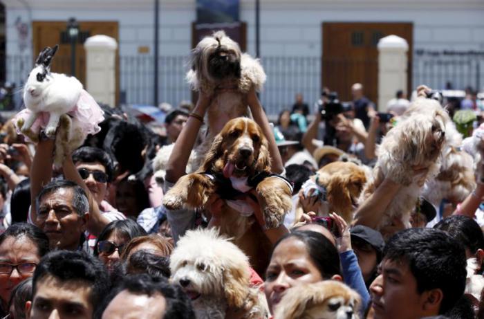 Владельцы домашних животных держат своих питомцев на руках во время церемонии благословения за пределами церкви, Лима, Перу.