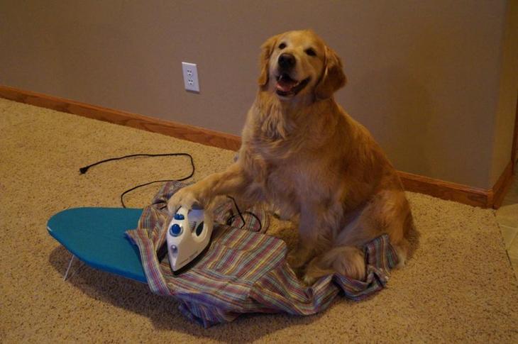 Животные, которые заставят вас улыбаться несмотря ни на что животные