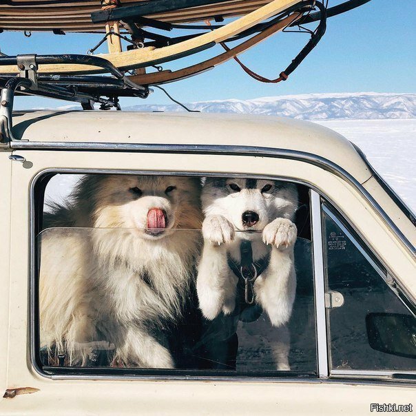 Юбилейная подборка интересных и веселых картинок №50 Юбилейная подборка интересных и веселых картинок №50 отдых