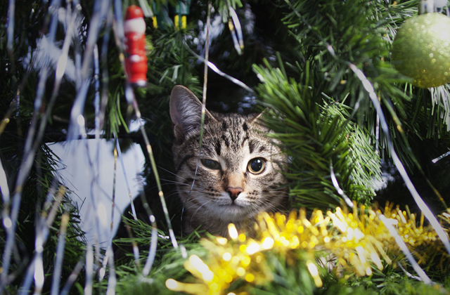 Кто живет в новогодней ели? Кто живет в новогодней ели?