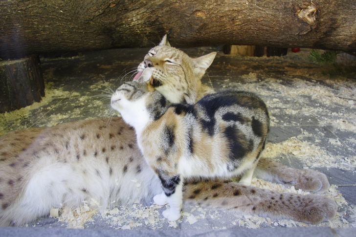 Кошка Дуся подружилась с дикой рысью и живет с ней в зоопарке уже 12 лет