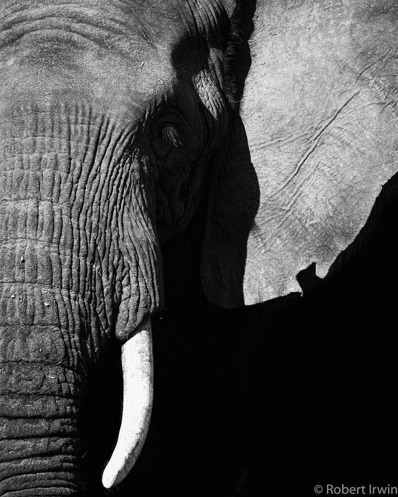 54. Роберт Ирвин, вид, животные, зоолог, путешествие, фотография, фотомир