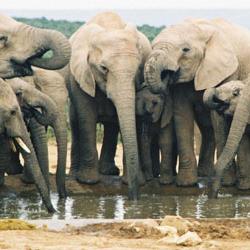 Живая природа: зачем слону нужен хобот?