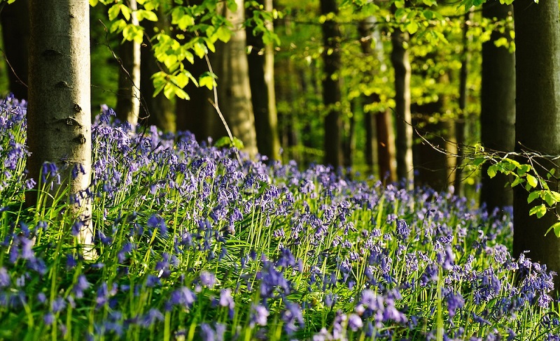 Халлербос – синий лес в Бельгии Халлербос – синий лес в Бельгии Путешествия