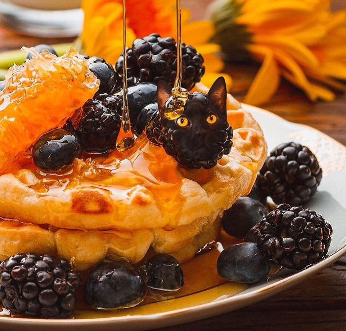 «Коты в еде»: Забавные фотоманипуляций от российской блогерши, покорившие интернет «Коты в еде»: Забавные фотоманипуляций от российской блогерши, покорившие интернет