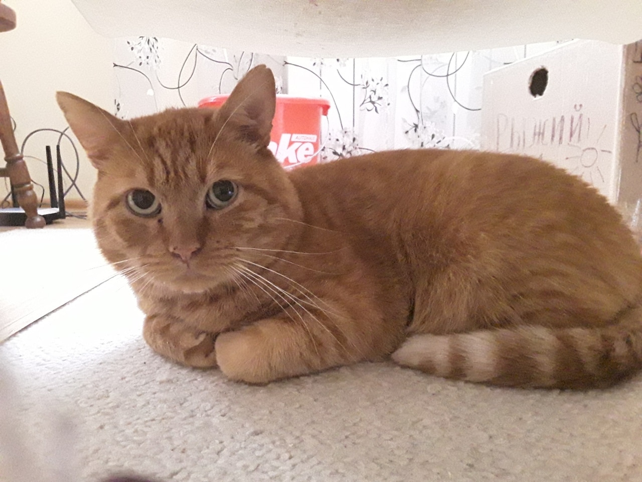 Кота выгнали на улицу и перестали кормить. Но ему встретилась семья, которая знала, что для счастья им нужно трое МУРлык! Кота выгнали на улицу и перестали кормить. Но ему встретилась семья, которая знала, что для счастья им нужно трое МУРлык! истории из жизни