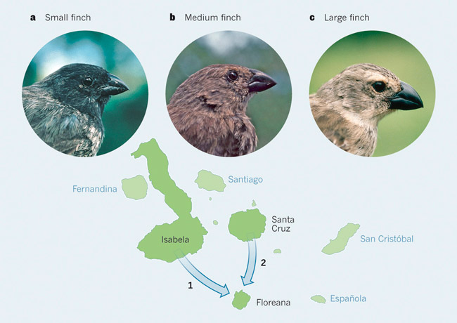 Рис. 1. Три вида древесных вьюрков с острова Флореана: малый (a), средний (b) и большой (c). Средние древесные вьюрки встречаются только на Флореане. Они произошли от больших вьюрков, прилетевших некогда с острова Исабела (стрелка 1) и впоследствии измельчавших и превратившихся в отдельный эндемичный вид. Другая группа больших вьюрков, попавшая на Флореану с острова Санта-Крус (стрелка 2), не претерпела существенных изменений, но к настоящему времени она уже вымерла, как показано в обсуждаемой статье. Малые вьюрки обитают на многих островах архипелага; откуда они прилетели на Флореану, точно не известно. Рисунок из синопсиса Питера и Розмари Грант (Peter and Rosemary Grant) к обсуждаемой статье в The American Naturalist