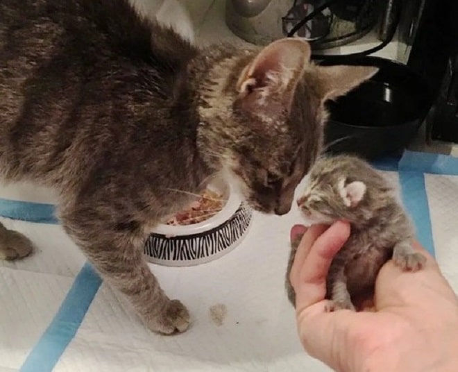 Кошке показывают котенка