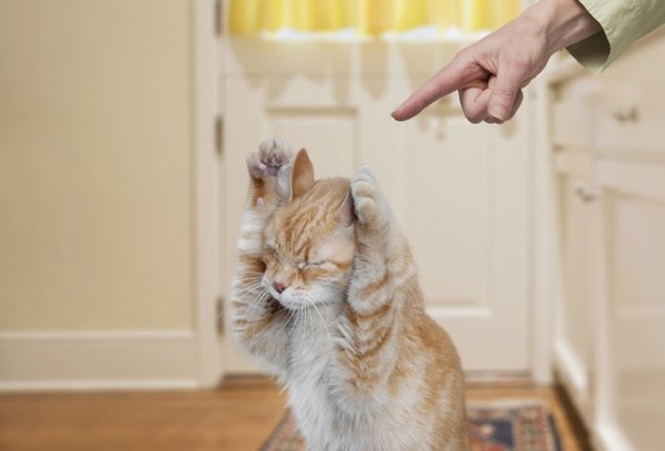 Есть одно слово, которое кот точно знает на вашем языке, — это его имя. Произнеся его с укоризной, вы донесёте до него своё недовольство. Если же кота не удаётся остановить, попробуйте поучиться языку кошачьему. Если вы обращали внимание, старшие в кошачьей иерархии запрещают младшим трогать себя с помощью очень простого бесконтактного способа — шипения.