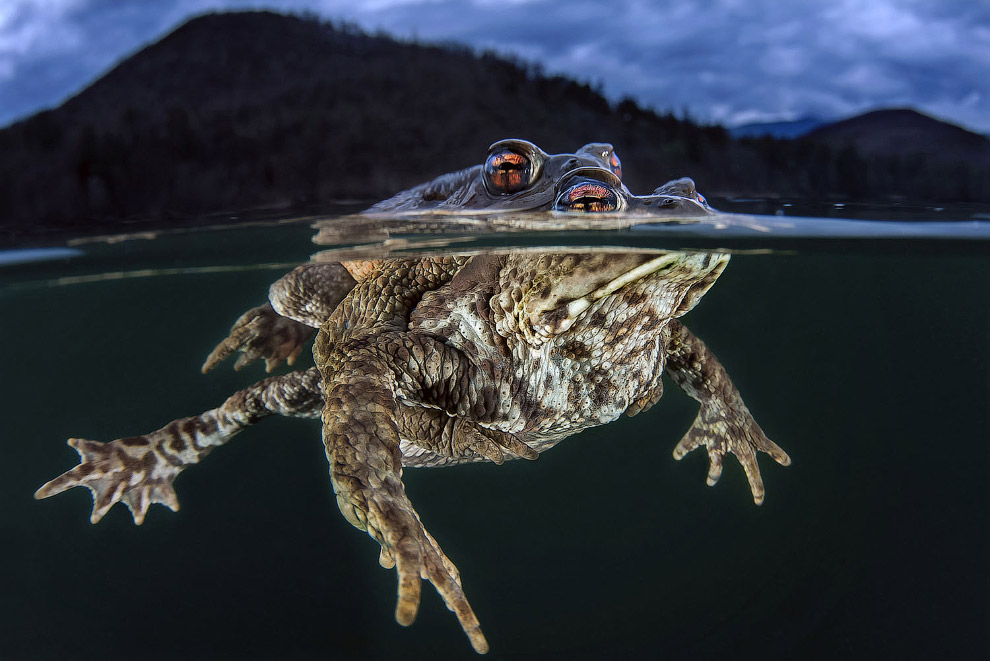 Конкурс подводной фотографии Ocean Art 2019