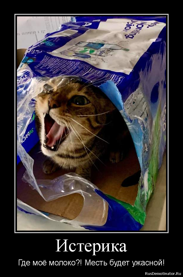 Про американца и хитрую бабульку животные,Истории из жизни,позитив