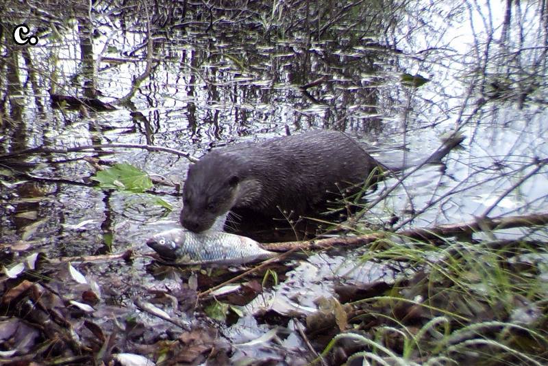 Установленные в Чернобыле камеры-ловушки показали, что в Зоне происходит что-то невероятное 