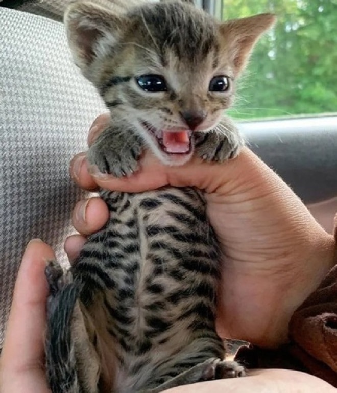 Котенок в руках