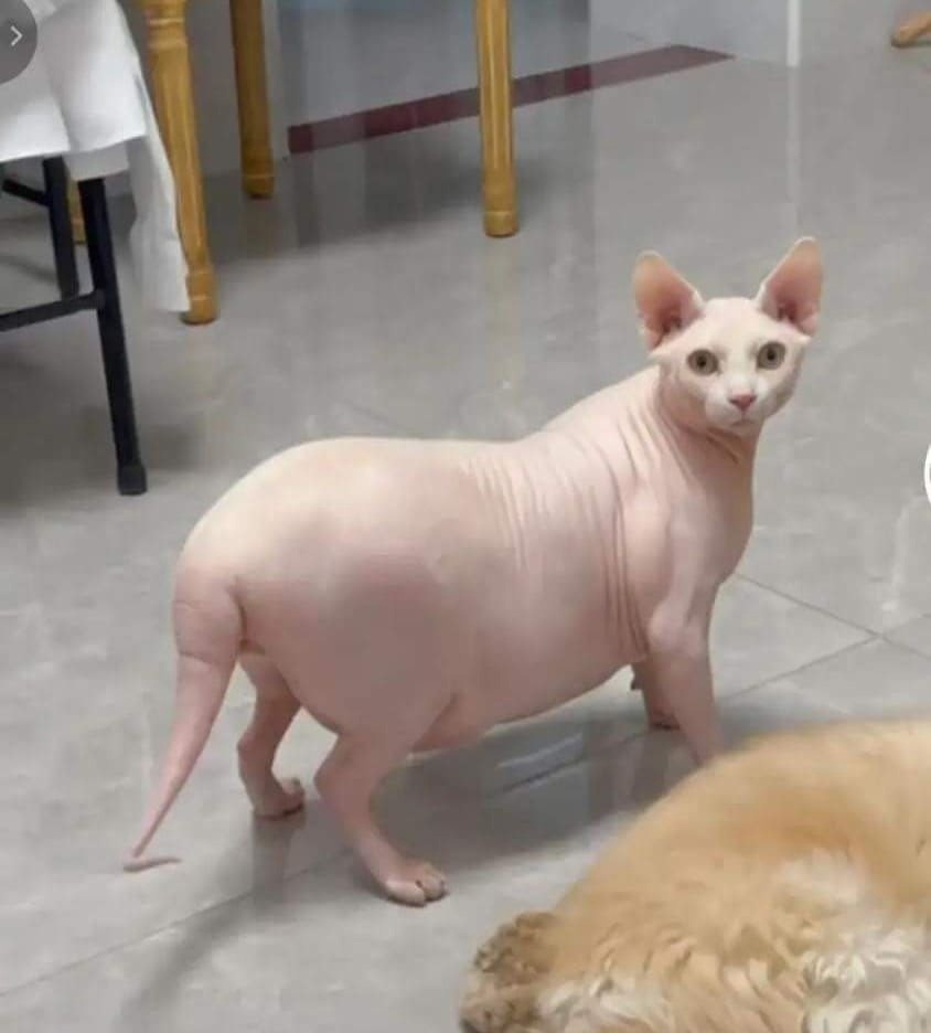 Юмор из интернета 680 Юмор из интернета 680 позитив,смех,улыбки,юмор