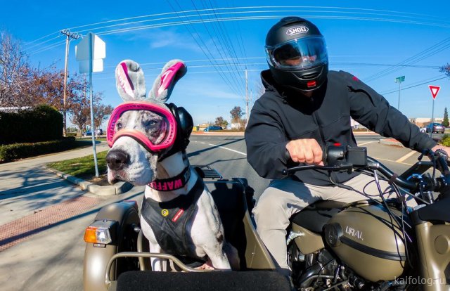 Сегодня – день рождения первого мотоцикла  Марки и модели,мотоциклы,юмор