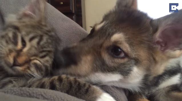 Неожиданный выбор лучшего друга!