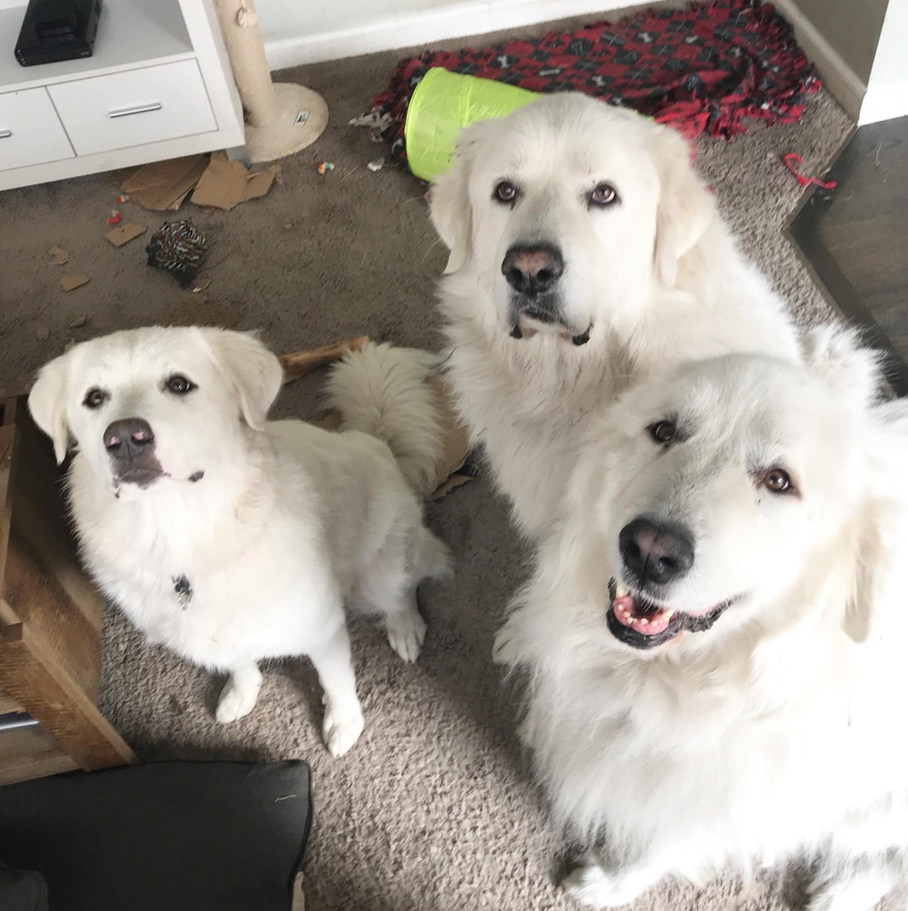 We tried the Embark DNA test to determine Kiska's breed(s)!