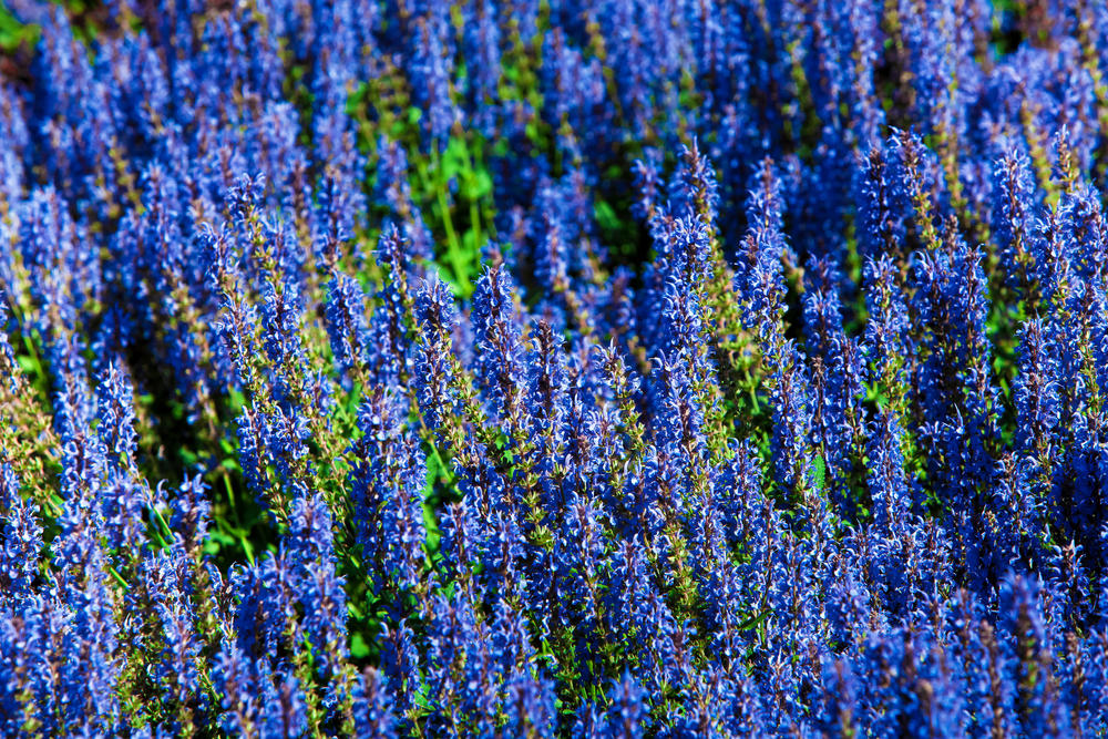 Трава цветет синими цветами фото и названия