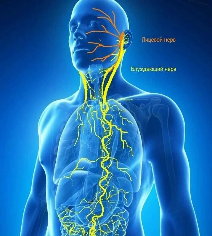 Как блуждающий нерв вагус влияет на нас и как мы можем на него воздействовать нерва, состояние, этого, на вагус, могут, отдел, полностью, способов, и легких, с вагусом, вагуса, повышает, множество, стоит, проблему, вызывают, Проблемы, гортани, неприятное, неприятные