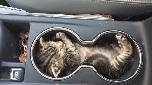 25 смешных кошек, которые спят в самых странных позах и местах
