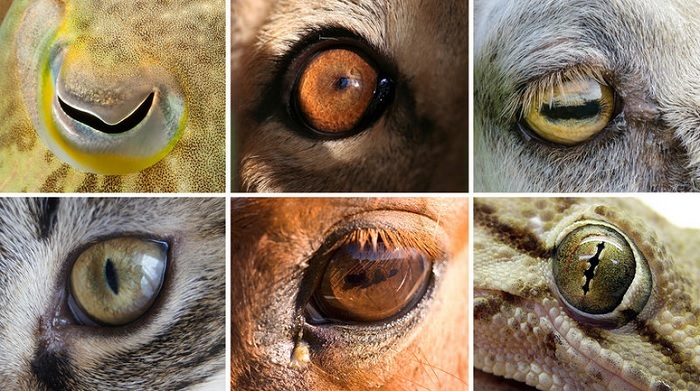 Почему у животных зрачки разной формы? Наука, Эволюция, Животные, Зрение, Зрачки, Копипаста, Длиннопост