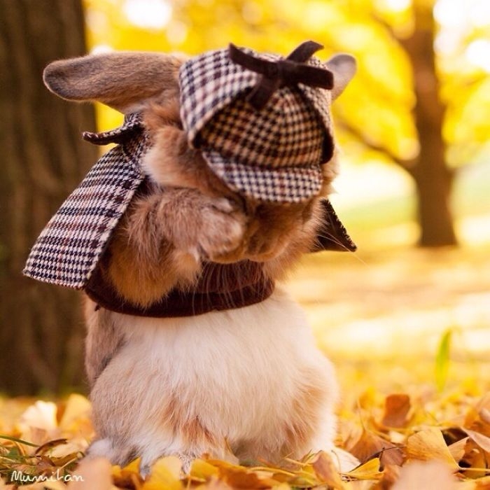 кролик PuiPui, самый стильный кролик во всём интернете