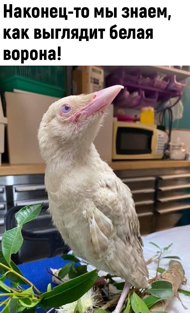 Юмор из интернета 618 Юмор из интернета 618 позитив,смех,улыбки,юмор