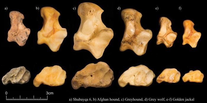Крупные кости псовых из Шубайки 6 по сравнению с современными костями собак известных пород, волком и шакалом./els-cdn.com