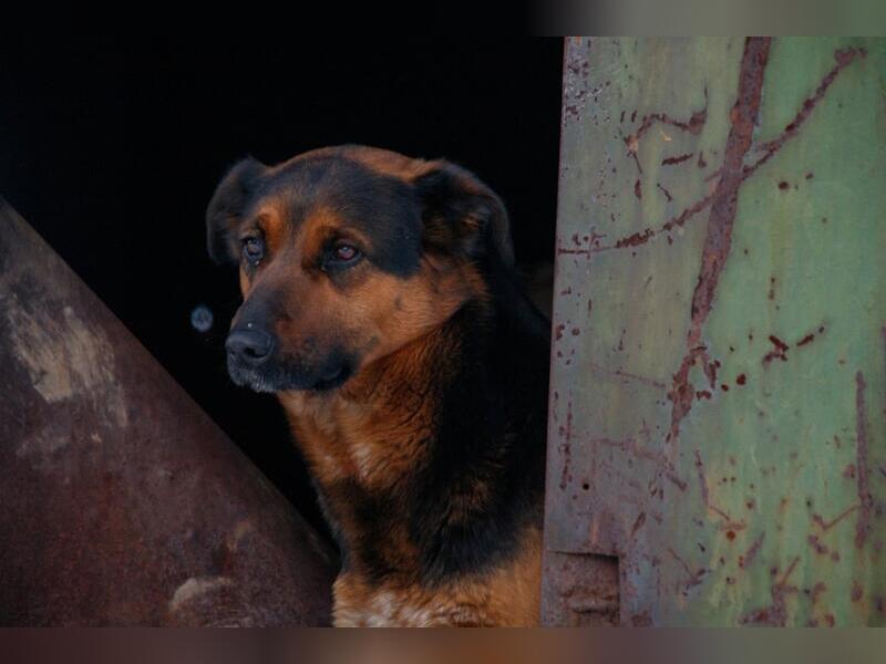 Собачий приют построили, но пока не открыли – читинская администрация