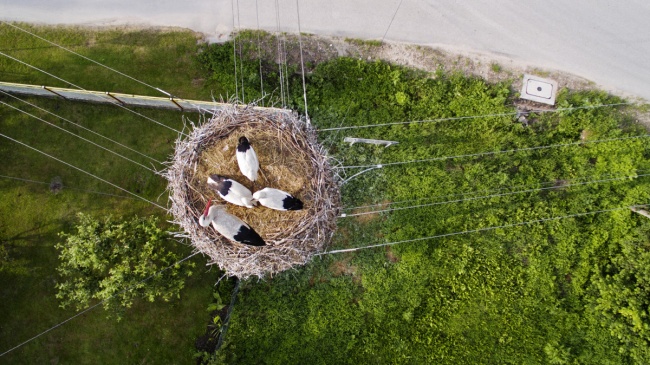 © Okiem-Drona/dronestagram   Семья аистов в гнезде на электрическом столбе, Польша. 