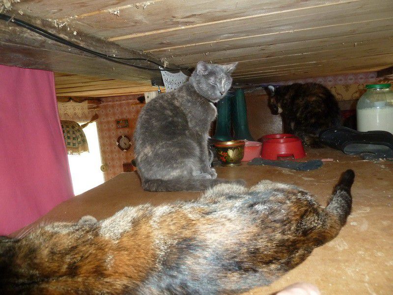 Москва, деревня, фоторепортаж, Россия